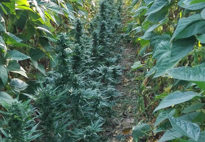 Desarticulados cuatro centros de produccin de marihuana en Loja
